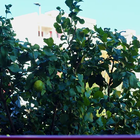 Lemon Tree House